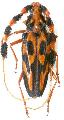 Batus barbicornis