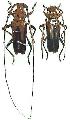 Chydarteres dimidiatus dimidiatus