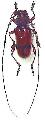 Dicelosternum corallinum