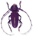 Dorcadocerus barbatus