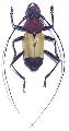 Euryclelia cardinalis