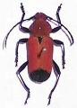 Euryphagus lundii