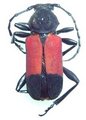 Euryphagus pictus