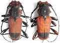 Euryphagus pictus