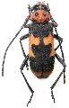 Purpuricenus (Purpuricenus) dalmatinus