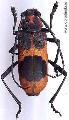Purpuricenus (Purpuricenus) foraminifer