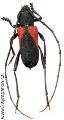 Purpuricenus (Purpuricenus) humeralis
