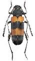 Purpuricenus (Purpuricenus) malaccensis