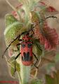 Purpuricenus (Sternoplistes) lituratus