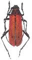 Purpuricenus (Sternoplistes) spectabilis