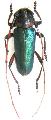 Stenaspis verticalis arizonica