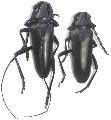 Stenaspis solitaria
