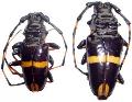 Trachyderes (Trachyderes) cingulatus
