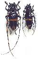 Trachyderes (Trachyderes) cingulatus
