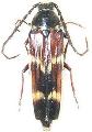 Tragocerus bidentatus