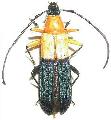 Tropocalymma dimidiatum