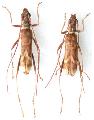 Leptoxenus ibidiiformis