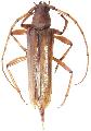 Malacopterus tenellus