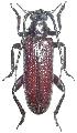 Cyrtonops punctipennis