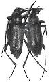 Anastrangalia (Cribroleptura) stragulata