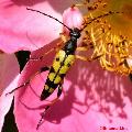 Leptura (Rutpela) maculata