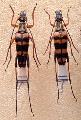 Leptura (Leptura) ochraceofasciata