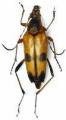 Leptura (Nakanea) obliterata soror