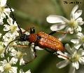 Stictoleptura (Stictoleptura) rubra