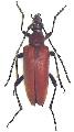 Stictoleptura (Stictoleptura) igai