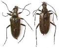 Acmaeops septentrionis