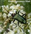 Gaurotes (Carilia) virginea thalassina