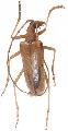 Centrodera spurca