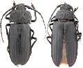 Callipogon (Navosoma) luctuosus