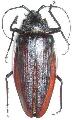 Ctenoscelis coeus