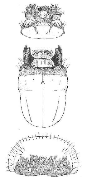 Amniscus assimilis (Gahan, 1895) larva