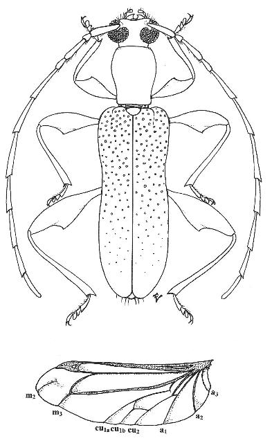 Plectromerus tertiarius Vitali, 2004 recontruction