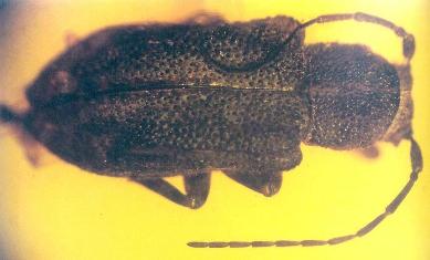 Pterolophosoma otiliae Vitali, 2006