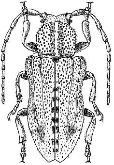 Pterolophosoma otiliae Vitali, 2005