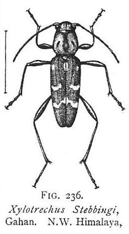 Xylotrechus stebbingi Gahan, 1906