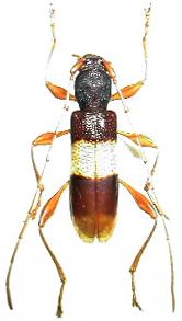 Xenocompsa semipolita