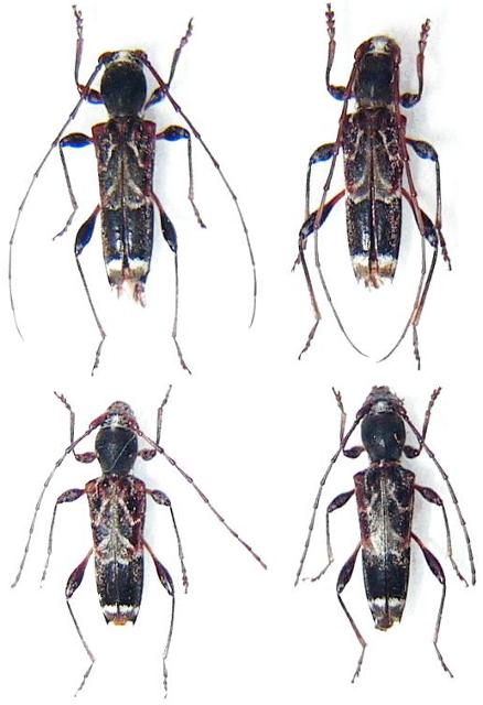 Anaglyptus (Anaglyptus) arakawae