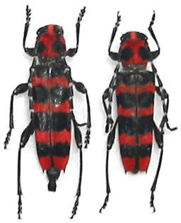 Anaglyptus (Akajimatora) bellus