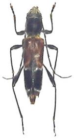 Anaglyptus (Anaglyptus) matsushitai