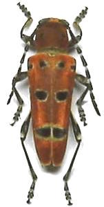 Anaglyptus (Akajimatora) meridionalis