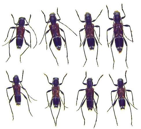 Anaglyptus (Anaglyptus) niponensis