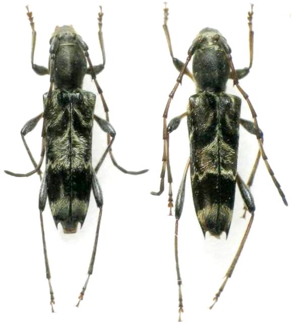 Anaglyptus (Anaglyptus) yakushimanus