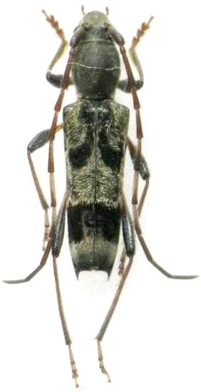 Anaglyptus (Anaglyptus) yakushimanus