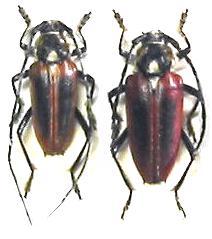 Basiptera castaneipennis
