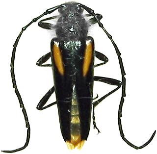 Sibylla flavosignata