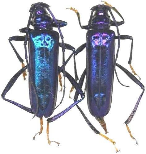 Aphrodisium (Aphrodisium) cantori